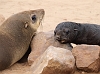 J17_0464 Cape Fur Seal and pup